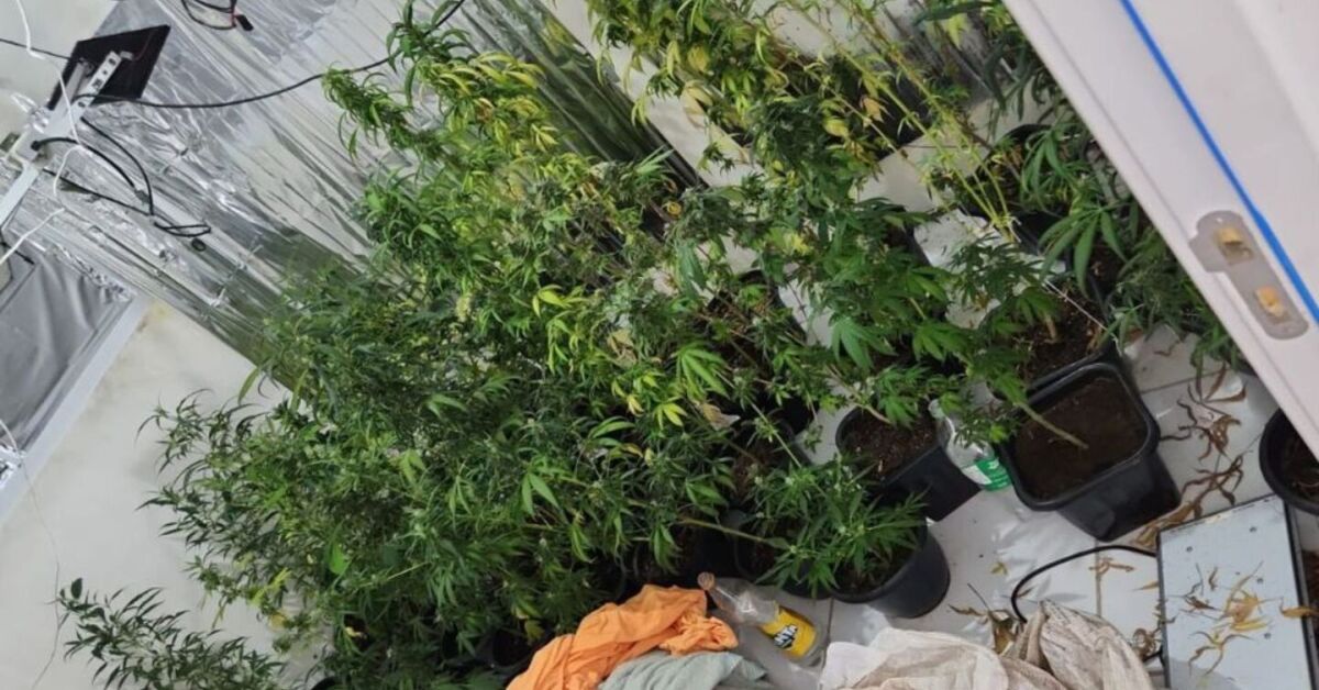 Estufa de maconha apreendida pela pol&iacute;cia.