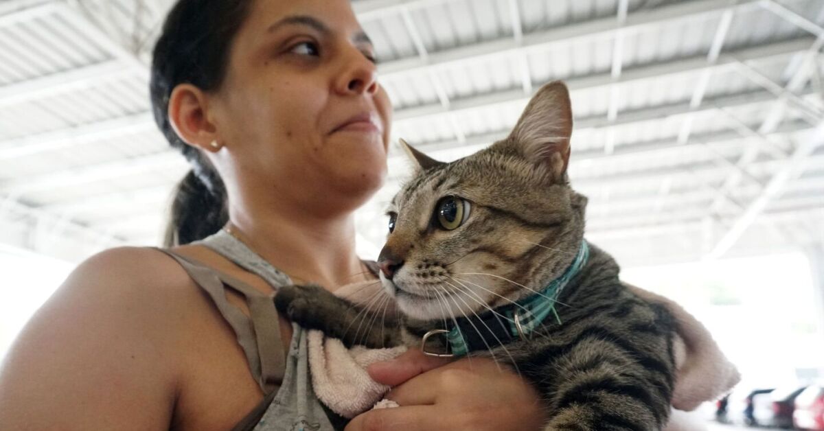 A&ccedil;&atilde;o para vacinar pets em Paulista.
