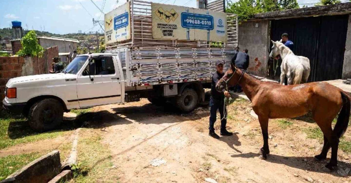 Atua&ccedil;&atilde;o da Prefeitura do Paulista.