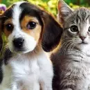 Evento de ado&ccedil;&atilde;o de pets.