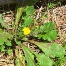 Dente de le&atilde;o (Taraxacum officinale)