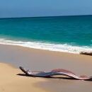 "Peixe do fim do mundo" &eacute; visto no M&eacute;xico 