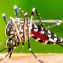 Mosquito transmissor da dengue