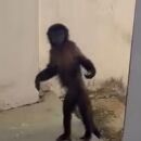 Macaco de estima&ccedil;&atilde;o que fugiu em Campinas. 