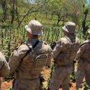 A&ccedil;&atilde;o da pol&iacute;cia em Pernambuco erradica extensa planta&ccedil;&atilde;o de maconha em Bet&acirc;nia