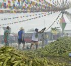 CEASA veja hor&aacute;rio de funcionamento do PLANT&Atilde;O DO MILHO e pre&ccedil;os.