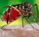 Mosquito Aedes Aegypti.