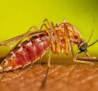 Mosquito respons&aacute;vel por transmitir o oropouche.