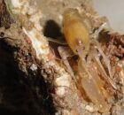 Pesquisadores da UFPE descobrem nova esp&eacute;cie de camar&atilde;o.