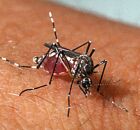 CHIKUNGUNYA: Brasil registra 254 MIL e 161 MORTES pela DOEN&Ccedil;A em 2024.