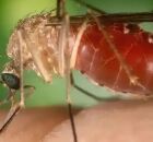 Mosquito transmissor da febre oropouche 