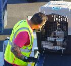 Transporte a&eacute;reo de pets.