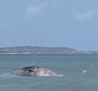 Baleia &eacute; encontrada morta na Ilha de Itamarac&aacute;, em Pernambuco