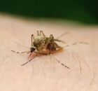 Mosquito transmissor da filariose linf&aacute;tica.