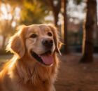 Ra&ccedil;as de cachorro mais companheiras para fam&iacute;lias