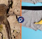 Picada de aranha-armadeira causa ere&ccedil;&atilde;o prolongada.