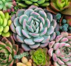 Suculentas para ter em casa em 2025: tend&ecirc;ncias e dicas de decora&ccedil;&atilde;o