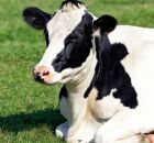 Imagem ilustrativa de uma vaca deitada em gramado.