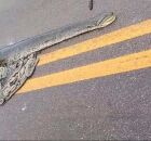 Sucuri morre atropelada em rodovia