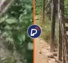 Adolescente morre ap&oacute;s levar choque em Paulista. 