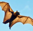 Os morcegos s&atilde;o importantes reservat&oacute;rios de v&iacute;rus e, por isso, devem ser alvos de vigil&acirc;ncia epidemiol&oacute;gica cont&iacute;nua, diz especialista 