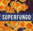 Secretaria Estadual de Sa&uacute;de confirma novo caso de Candida Auris no Hospital Ot&aacute;vio de Freitas