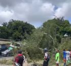 Queda de &aacute;rvore interdita avenida em frente &agrave; UFRPE.