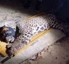 On&ccedil;a capturada pela Pol&iacute;cia.