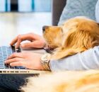 Homem em home office com seu cachorro. 