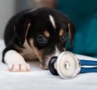 Cachorro no veterin&aacute;rio.