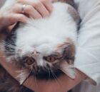 Gatos tamb&eacute;m gostam de carinho: saiba onde eles preferem receber chamego