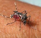 Mosquito da dengue, aedes aegypti.
