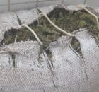 Maconha apreendida em Pernambuco.