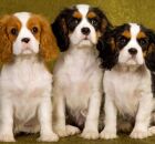 Mundo animal: cinco ra&ccedil;as de cachorro que exigem aten&ccedil;&atilde;o redobrada por motivos de sa&uacute;de