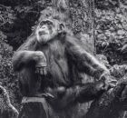 Chimpanz&eacute; Sena no zool&oacute;gico do Recife.