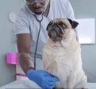 Tratamento revolucion&aacute;rio para recuperar a c&oacute;rnea em Pets