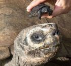 Tartaruga Golias e seu filhote. 