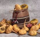 Maca peruana: descubra os benef&iacute;cios do suplemento natural que est&aacute; virando febre no Brasil.