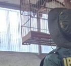 Opera&ccedil;&atilde;o da PF em Pernambuco junto do IBAMA.