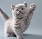 Mundo animal: saiba o que seu gato quer te dizer com esses gestos