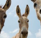 Jumentos correm risco de extin&ccedil;&atilde;o no Brasil; entenda o motivo