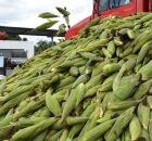 Ceasa abre P&aacute;tio do Milho com expectativa de vender 13 milh&otilde;es de espigas no per&iacute;odo junino