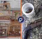 Aves, droga e arma apreendida pela pol&iacute;cia.