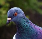 Filhotes de pombo existem? Entenda por que &eacute; raro v&ecirc;-los nas cidades