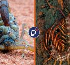 Plantas como citronela, arruda e hortel&atilde; criam uma barreira natural que ajuda a afastar escorpi&otilde;es e lacraias do quintal sem uso de venenos.