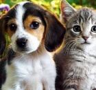 C&atilde;o e gato