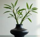 Precisando atrair dinheiro? Conhe&ccedil;a cinco plantas que s&atilde;o verdadeiros amuletos