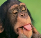 Chimpanz&eacute;