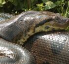 Predadoras letais: saiba quais cobras s&atilde;o capazes de engolir um ser humano