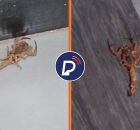 Escorpi&otilde;es vistos no Congresso Nacional.